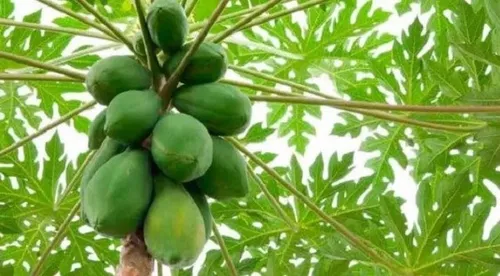 Papaya leaf supporting liver detox – benefits of papaya leaf